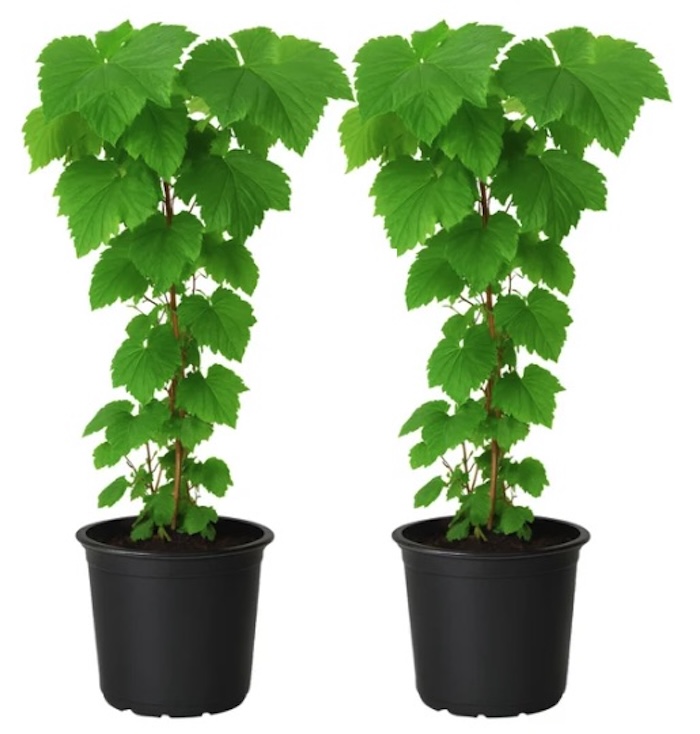 Alder & Oak 'Heritage' Red Raspberry Plant, 2-pack