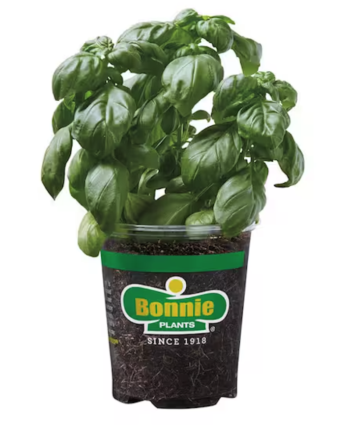 Bonnie Plants 4.5" Vegetables & Herbs