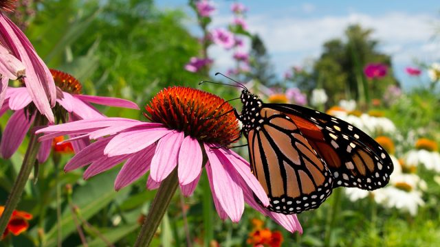 Coneflowers