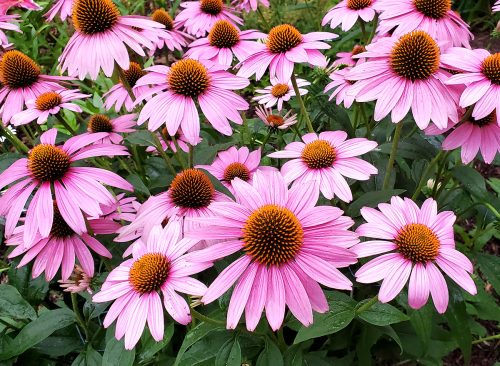 Coneflowers