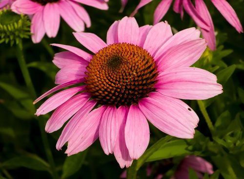 Coneflower