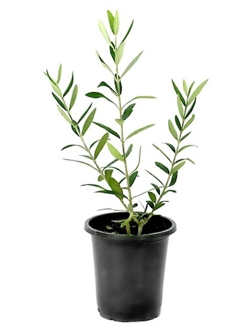 National Plant Network Coratina Olive Tree