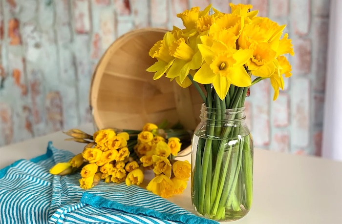 A mason jar filled with blooming daffodils next to a bushel of closed, cut daffodils waiting to be put in water.