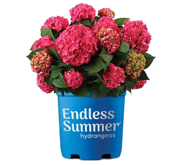 Endless Summer Pink Hydrangea Flowering Shrub