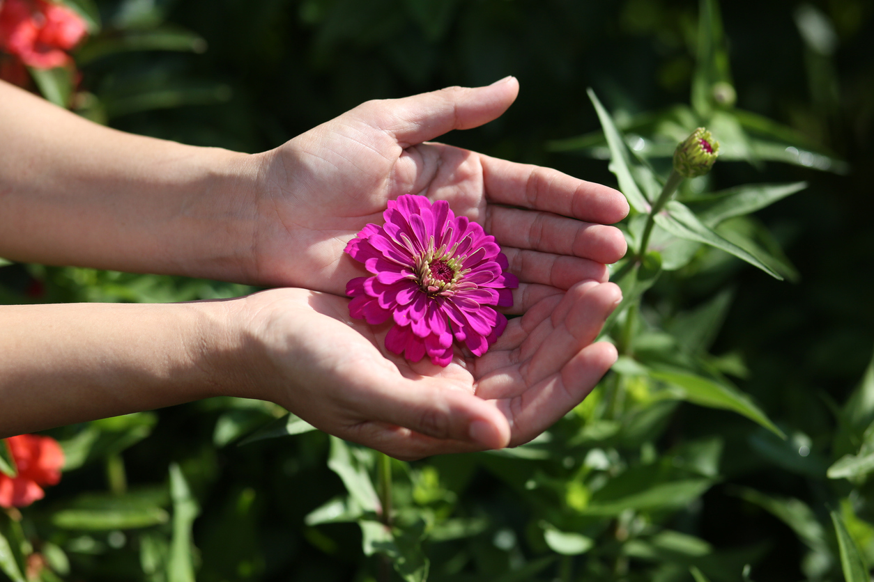 In the moring hours outdoor a pair of hands hold a flower.