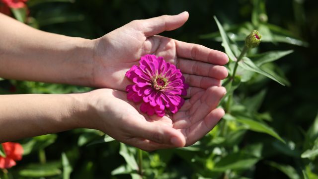 In the moring hours outdoor a pair of hands hold a flower.