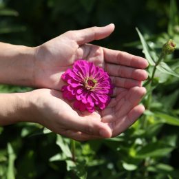 In the moring hours outdoor a pair of hands hold a flower.