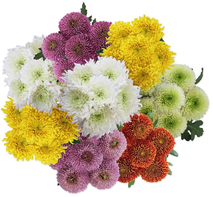 Trader Joe's Jumbo Mum Balls