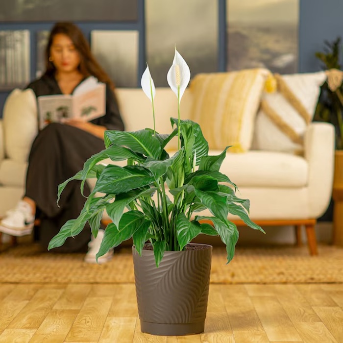 White Peace Lily Houseplant