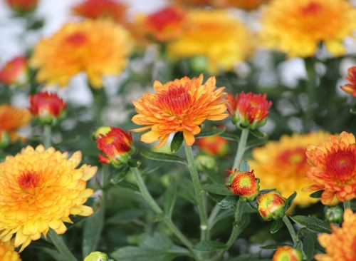 Marigolds