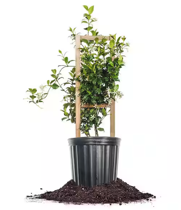 Perfect Plants Star Jasmine Vining Shrub