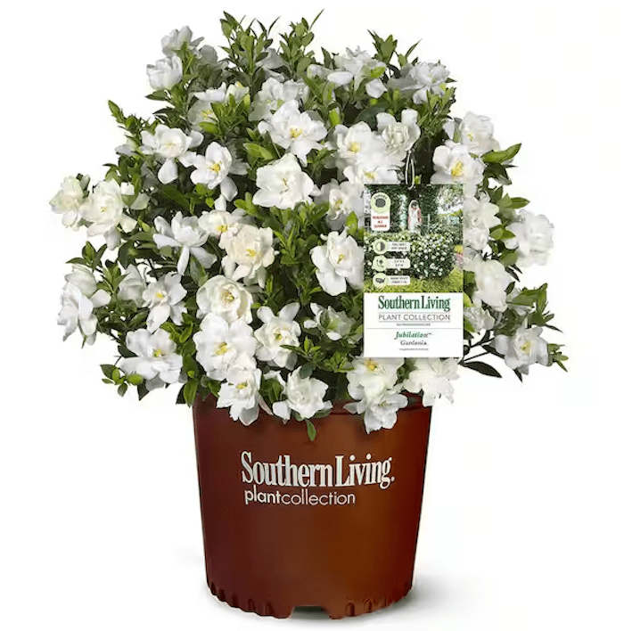 Southern Living Jubilation Gardenia Shrub