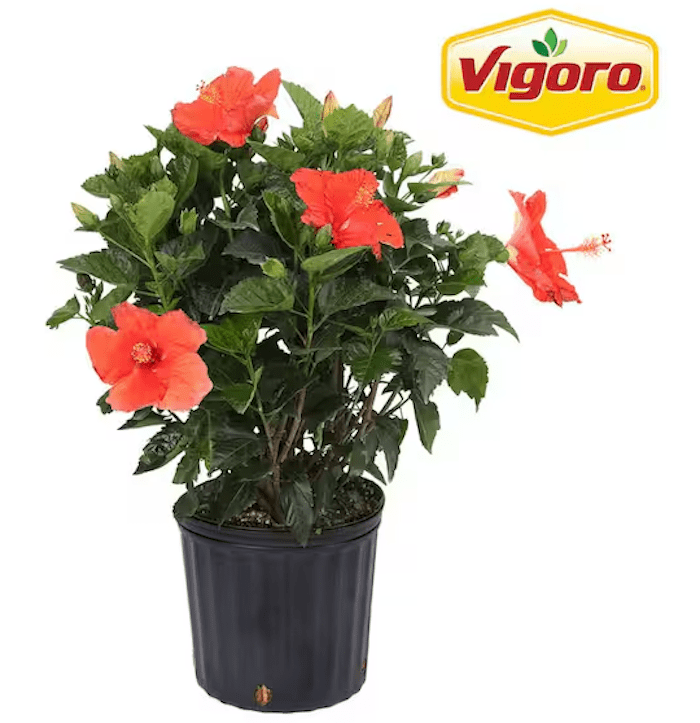 Vigoro 10" Hibiscus Bush