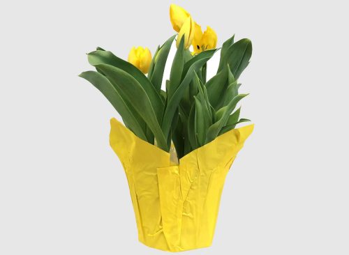 6" Tulip in Potcover Yellow - Good Little Garden™