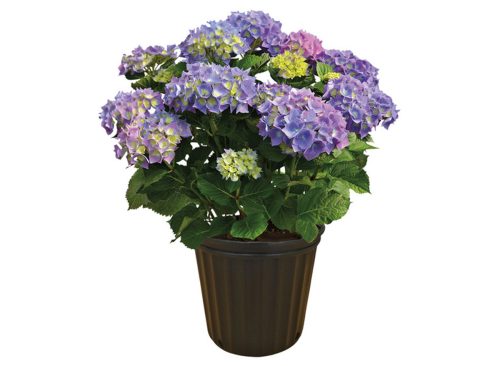 8in Hydrangea