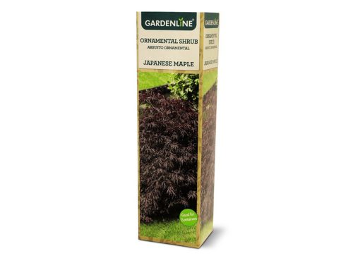 Gardenline Dwarf Japanese Maple