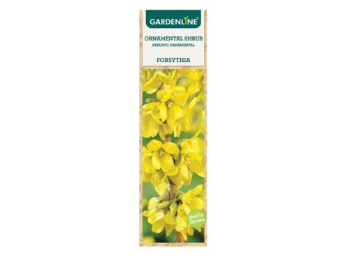 Gardenline Forsythia