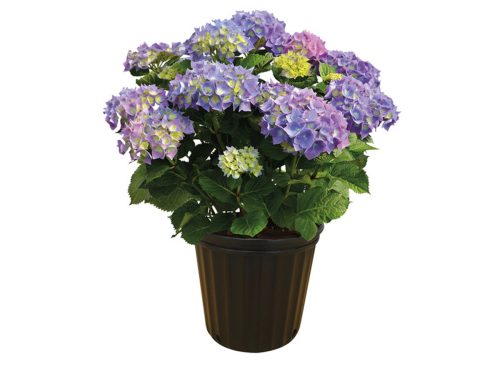 Spring Hydrangea