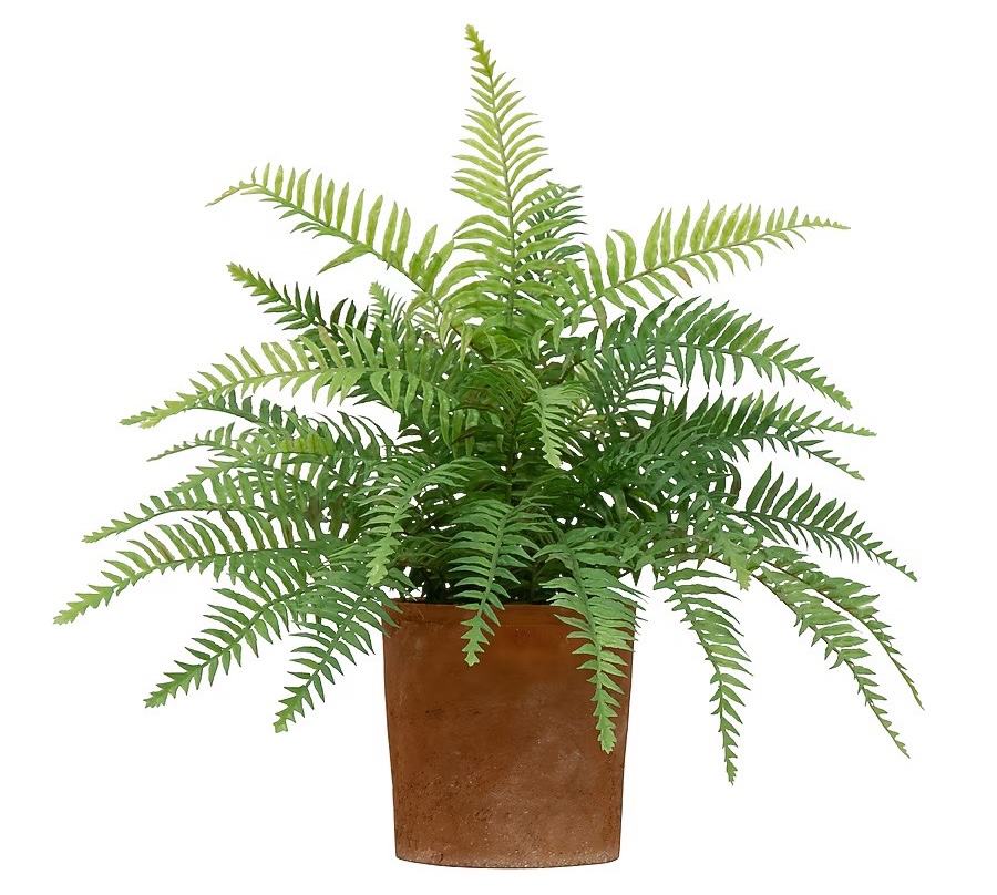allen + roth 20-in Green Indoor Desktop Fern