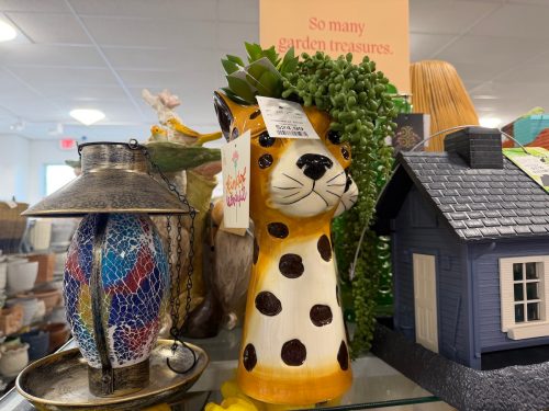 homegoods-summer-finds-leopard-plant