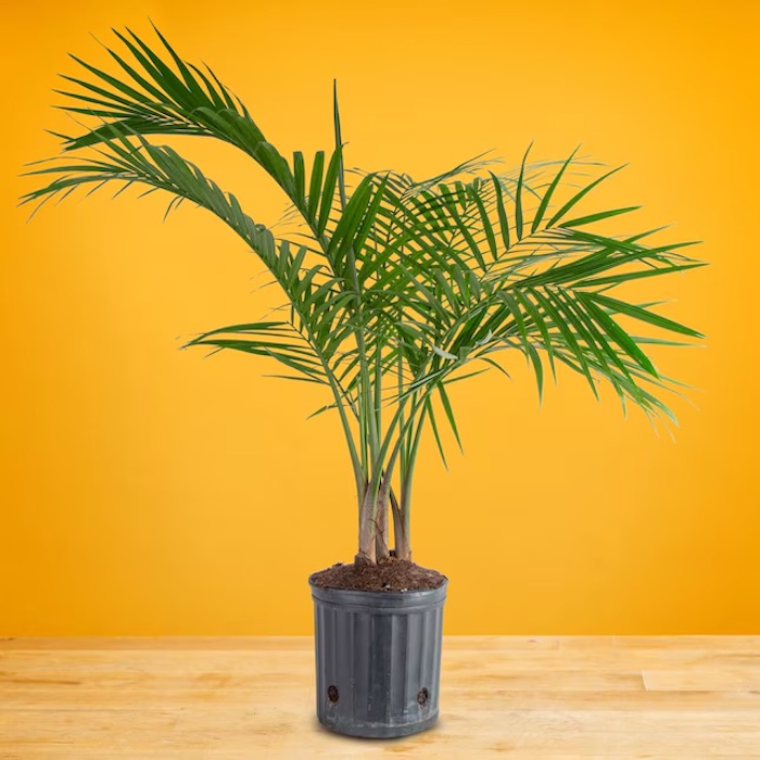 Lowe's Majesty Palm Houseplant