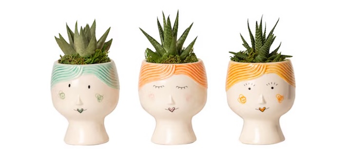 LiveTrends Mama Dukes Haworthia 3-Pack