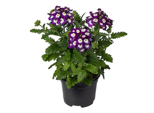 1 pt. Verbena