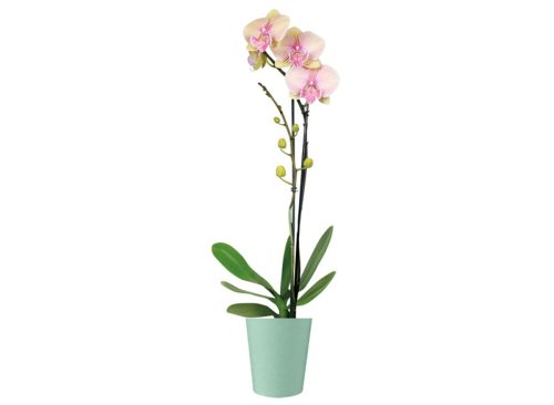 5" Easy Orchid