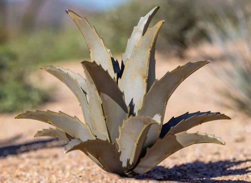 Americana Agave Sculpture by Desert Steel