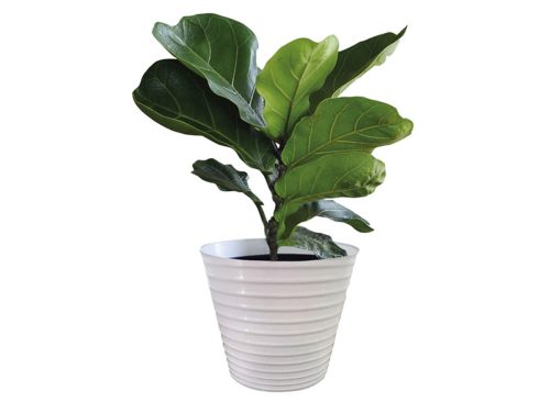 Assorted Foliage