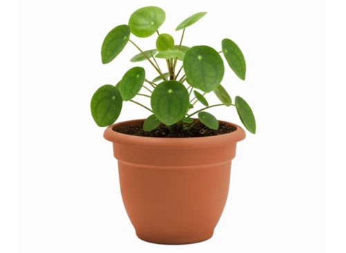 Bloem Ariana 12" Self-Watering Plastic Planter - Rolled Rim Indoor/Outdoor Garden Pot, Terra Cotta