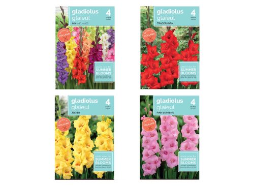 Gladiolus Bulbs For Summer Blooms, Assorted Bulbs, 4-pc Pack