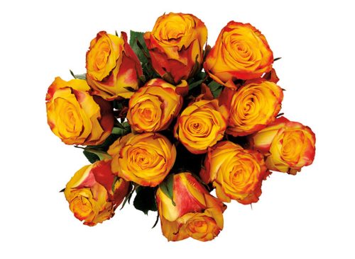Store Brand 12 Stem Rose Bouquet