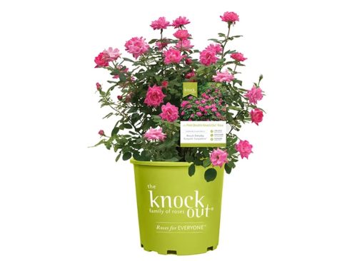 The Knock Out® Family of Roses 'The Pink Double Knock Out® Rose' Live Shrub in 1-Gallon Grower Pot