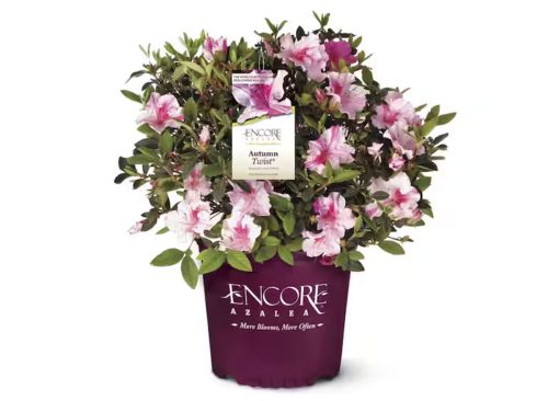 1 Gal. Autumn Twist Azalea Bush with Reblooming Purple and White Flowers - Low-Maintenance Evergreen Shrub