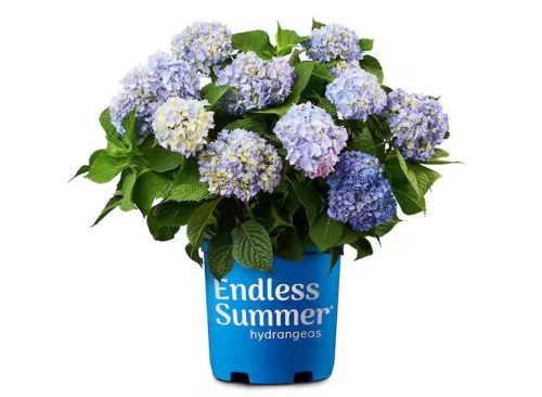 1 Gal. The Original Reblooming Hydrangea Flowering Shrub with Pink or Blue Flowers
