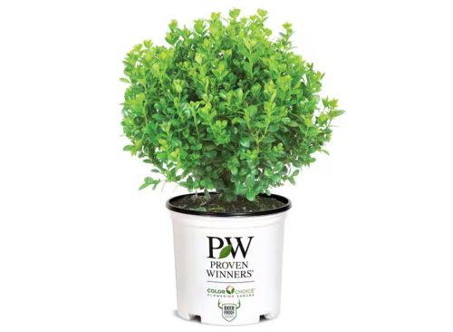 2 Gal. Sprinter Boxwood Shrub with Glossy Evergreen Foliage