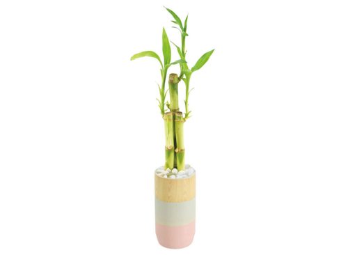 Costa Farms Lucky Bamboo