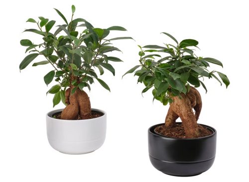 FICUS Plant with pot, bonsai/assorted colors