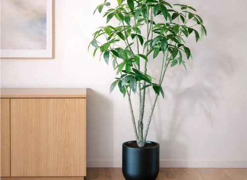 Faux 6.5' Schefflera Tree
