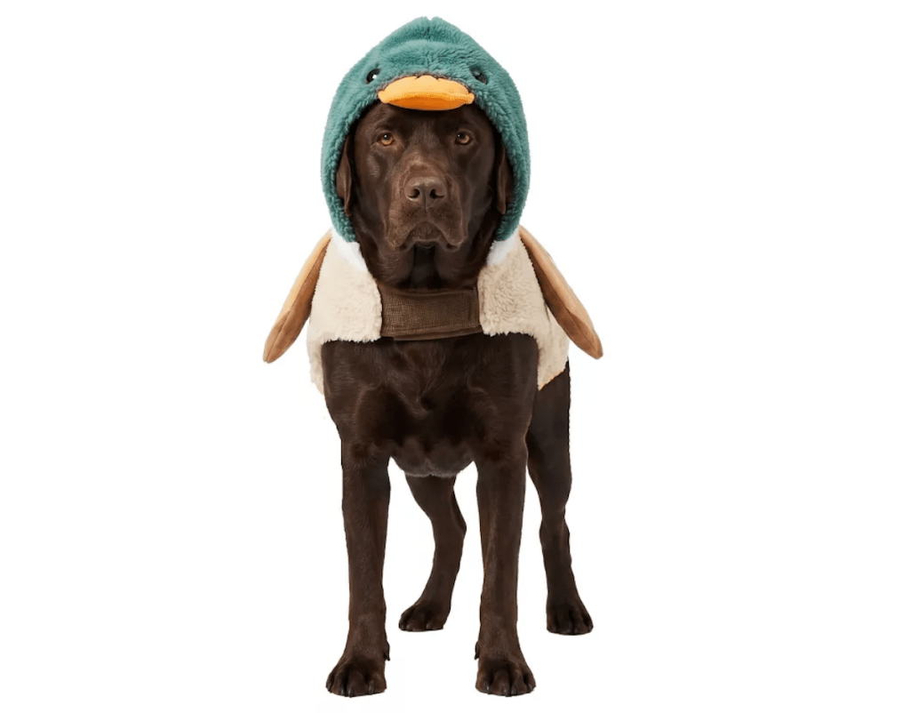 Retriever Mallard Duck Dog Costume