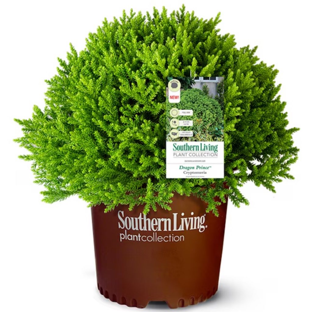 Southern Living Plant Collection Dragon Prince Cryptomeria Foundation/Hedge Shrub