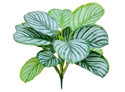 18-Head Green Calathea Bush, 16"