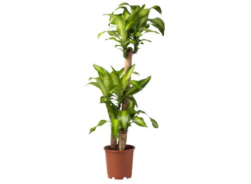 DRACAENA MASSANGEANA Potted plant Dom plant 2 stem