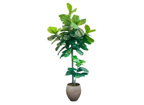 Faux 8' Fig Tree in Oversized Ceramic Pot