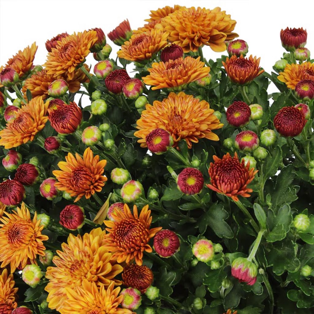 Altman Plants Bronze Mum 4-Pack