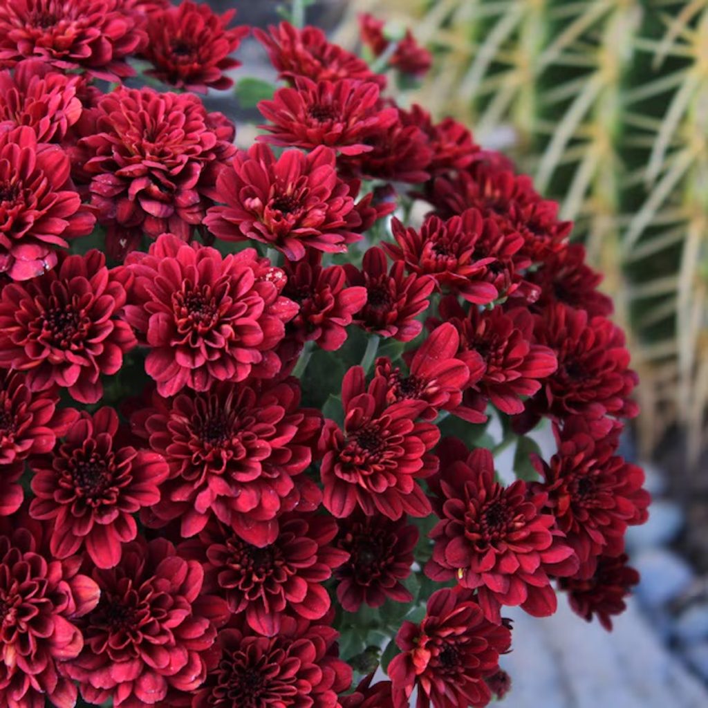 Altman Plants Red Mum 4-Pack