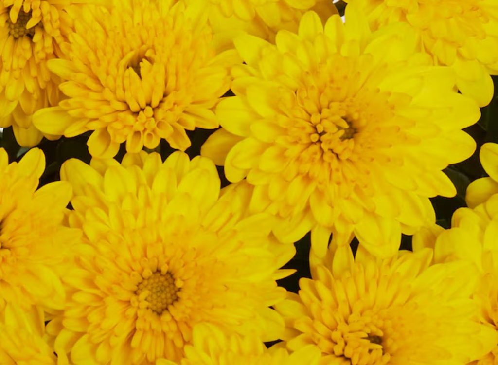 Altman Plants Yellow Mum