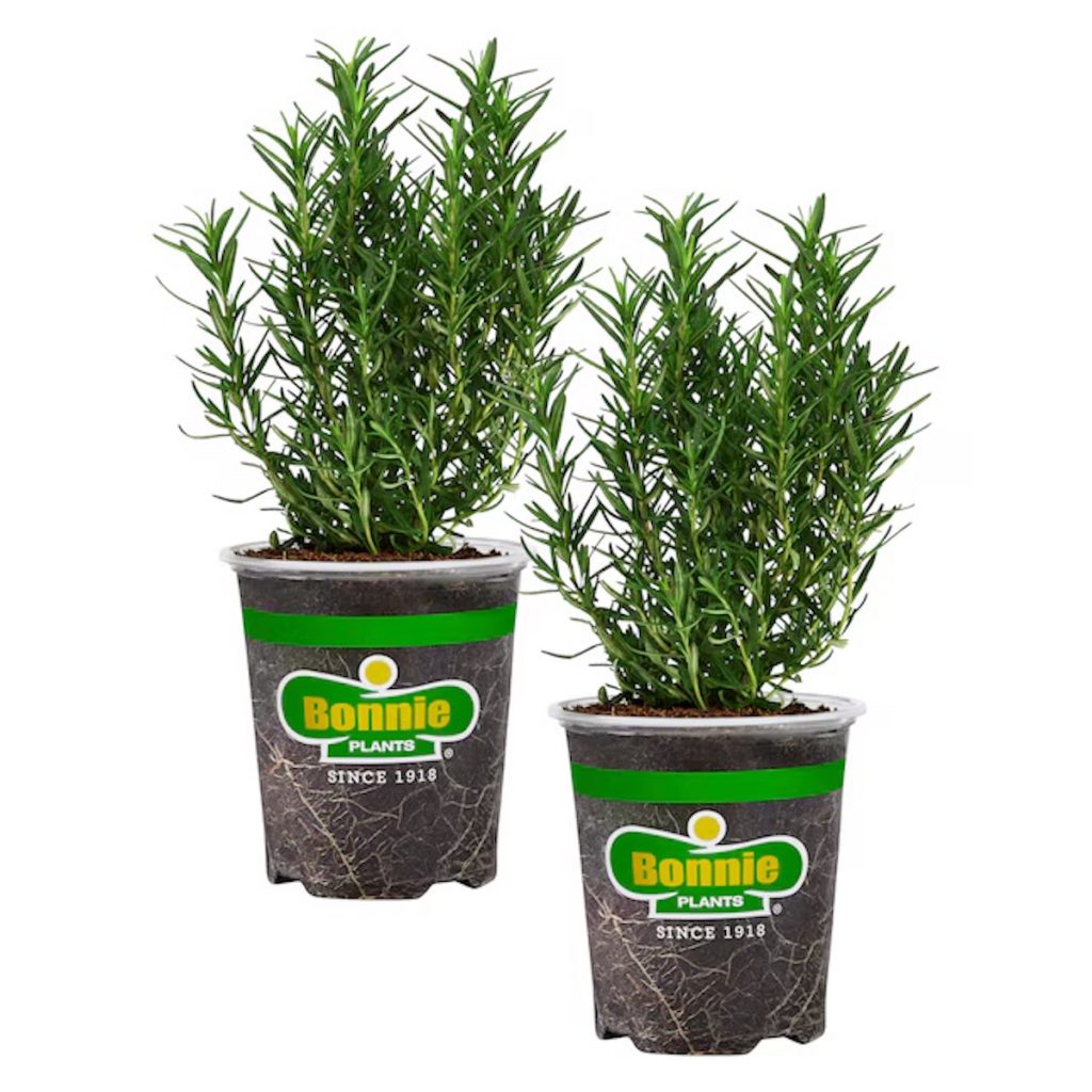 Bonnie Plants 19.3 oz Rosemary Plant 2-Pack