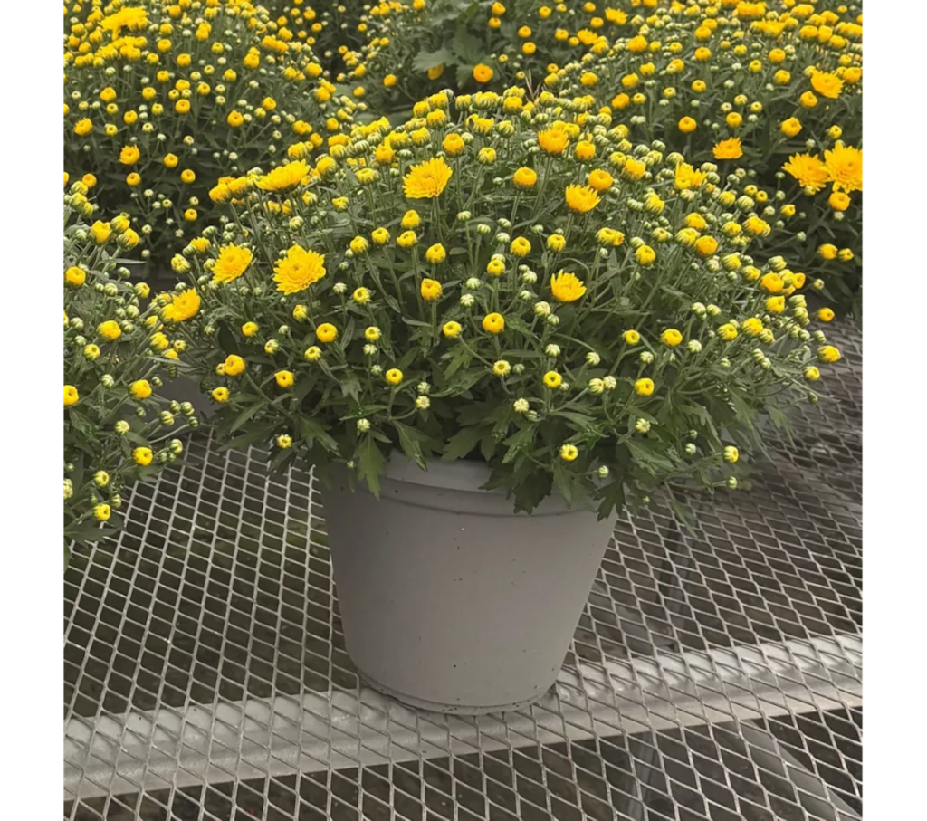 10 in. Fall Mum Patio Pot